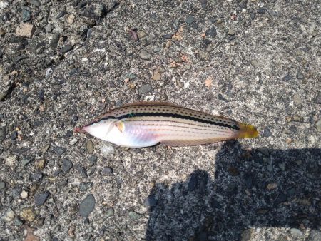 キス狙いでまさかの真鯛